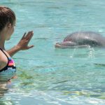 Marineland_Lagoon_dauphins_antibes